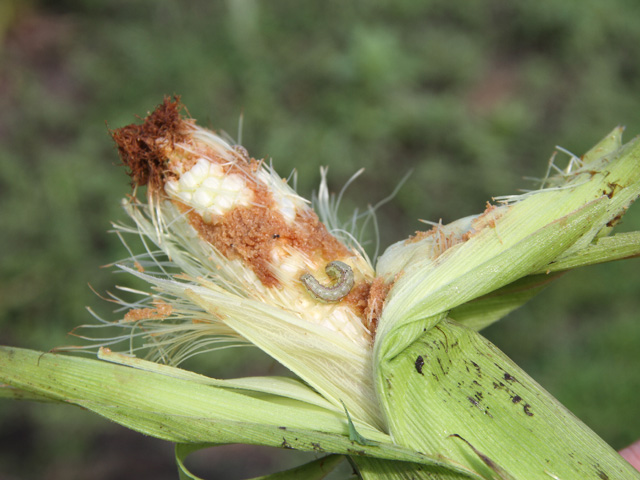 Entomologists from Iowa, Maryland, Michigan, Ohio and Ontario are reporting above-average populations of corn earworm, which can put field corn at risk for ear molds and mycotoxins later in the season. (DTN photo by Pamela Smith) 